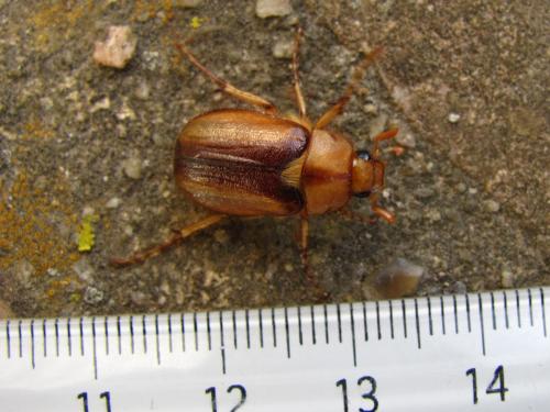 Rhizotrogus maculicollis